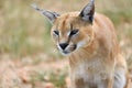 Caracal portrait in Namibia