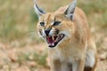 Caracal portrait in Namibia