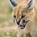 Caracal portrait in Namibia