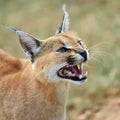 Caracal portrait in Namibia