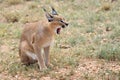 Caracal portrait in Namibia