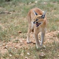 Caracal portrait in Namibia