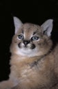 Caracal, caracal caracal, Portrait of Young