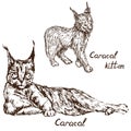 Caracal red cat, rooikat, red or Persian lynx and kitten cub