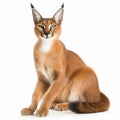 Caracal, red cat, steppe lynx, close-up isolated on white, interesting beautiful animal Royalty Free Stock Photo