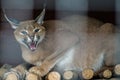 Caracal in a Russian zoo.