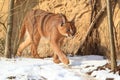 Caracal in snow