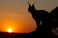 Caracal, South Africa Royalty Free Stock Photo