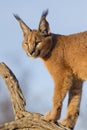 Caracal, South Africa Royalty Free Stock Photo