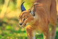 Caracal South Africa Royalty Free Stock Photo
