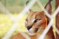 Caracal, South Africa Royalty Free Stock Photo