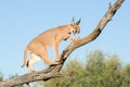 Caracal, South Africa, snarling on tree branch Royalty Free Stock Photo