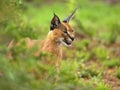 Caracal Study