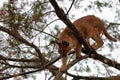 Caracal in tree 1