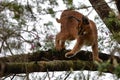 Caracal in tree 2