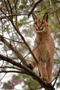 Caracal in tree 3