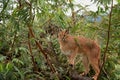 Caracal in tree 4