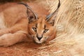 Caracal wild cat