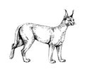 Caracal wild cats illustration Royalty Free Stock Photo