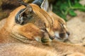 Caracal Wild Cats Royalty Free Stock Photo