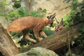 Caracals Royalty Free Stock Photo
