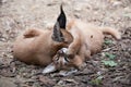Caracals Royalty Free Stock Photo