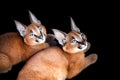 Caracals Young Cats Portrait Royalty Free Stock Photo