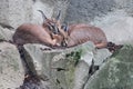 caracals in a zoo - france Royalty Free Stock Photo