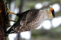 Caracara