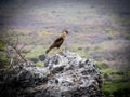 Caracara bird