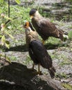 Caracara bird Stock Photos. Caracara bird couple portrait. Caracara bird shouting screaming.