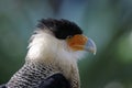 Caracara cheriway, northern crested caracara Royalty Free Stock Photo