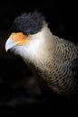 Caracara cheriway, northern crested caracara Royalty Free Stock Photo