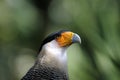 Caracara cheriway, northern crested caracara Royalty Free Stock Photo