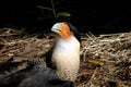 Caracara cheriway, northern crested caracara Royalty Free Stock Photo