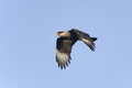 Caracara cheriway, northern crested caracara Royalty Free Stock Photo