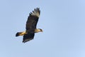 Caracara cheriway, northern crested caracara