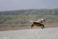 Caracara chimango flyng on Beagle Channel near Ushuaia