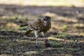 Caracara chimango portrait , La Pampa