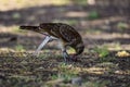 Caracara chimango portrait , La Pampa