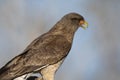 Caracara chimango portrait ,