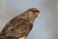 Caracara chimango portrait ,