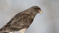 Caracara chimango portrait ,