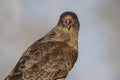 Caracara chimango portrait ,