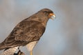 Caracara chimango portrait ,