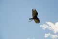 Caracara in flight performance Royalty Free Stock Photo