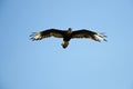 Caracara in flight performance Royalty Free Stock Photo