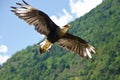 Caracara in flight performance Royalty Free Stock Photo