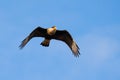 Caracara in flight Royalty Free Stock Photo
