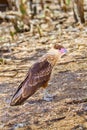 Caracara plancus bird of prey on ground